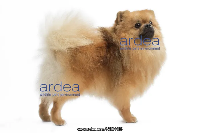  : Dog Spitz