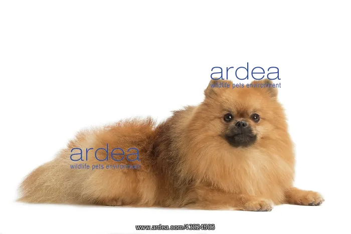  : Dog Spitz