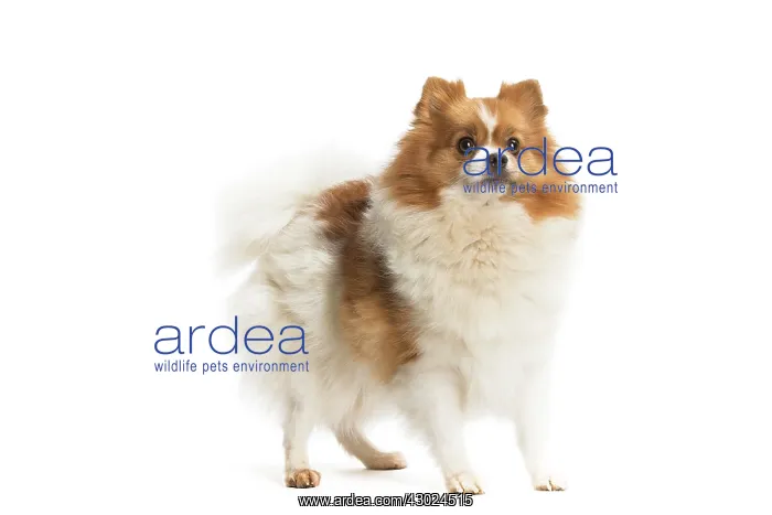  : Dog Spitz