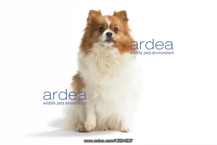 : Dog Spitz