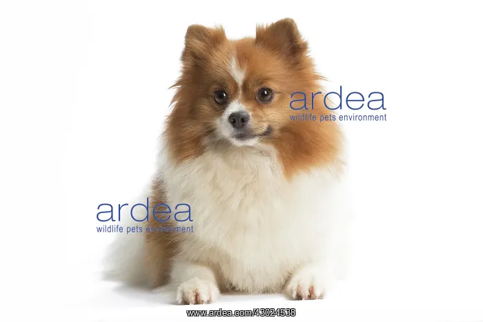  : Dog Spitz