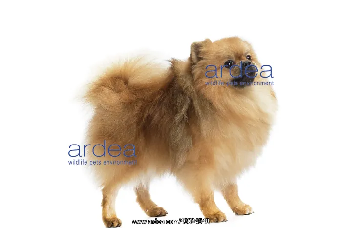  : Dog Spitz