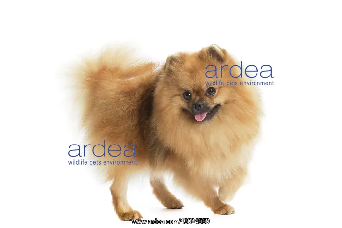  : Dog Spitz