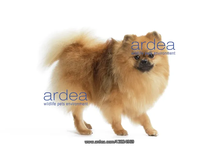  : Dog Spitz