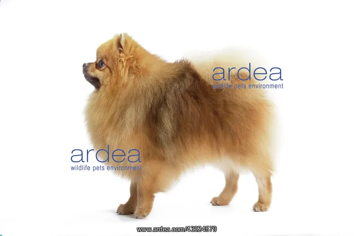  : Dog Spitz