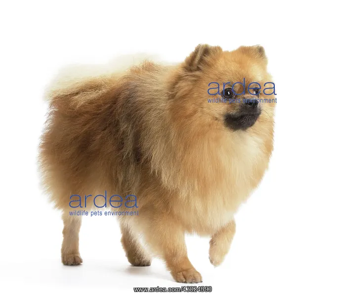  : Dog Spitz