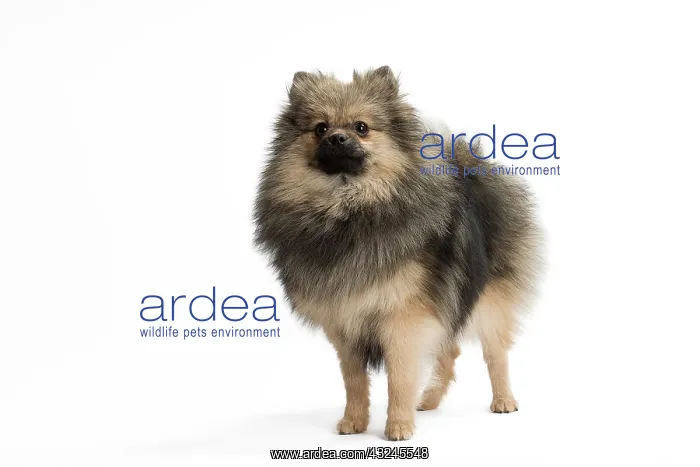  : Dog Spitz
