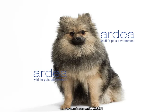 : Dog Spitz