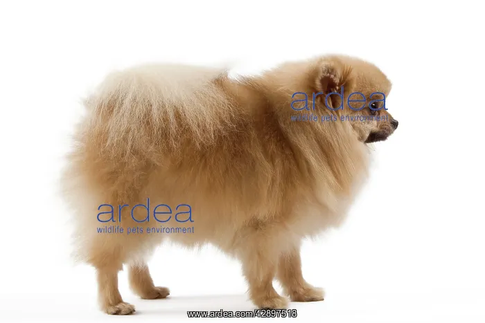 : Dog - Spitz Nain : Dog - Spitz Nain
