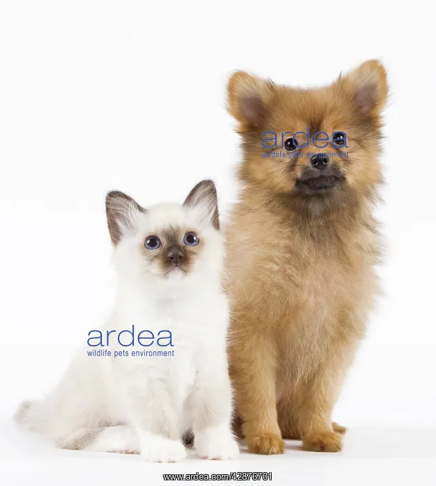  : Dog - Spitz Nain with Birman kitten