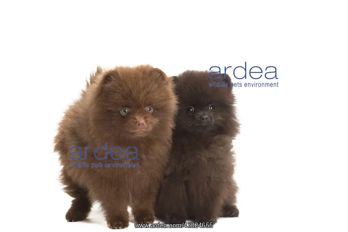  : Dog Spitz puppies