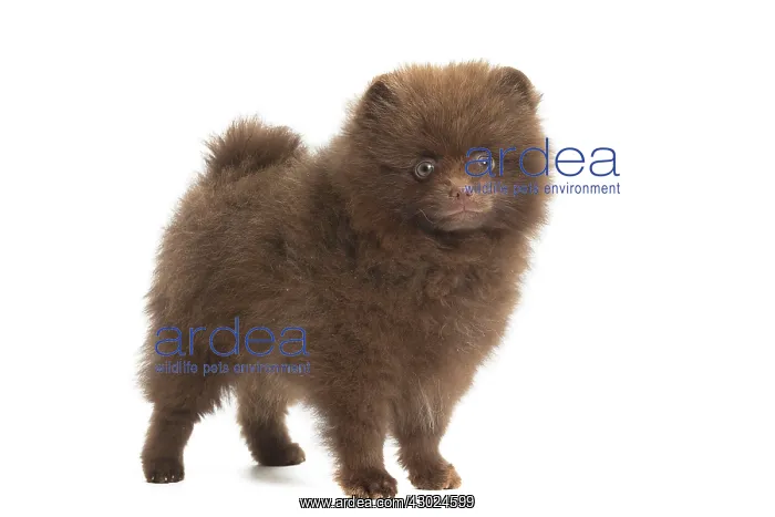  : Dog Spitz puppy