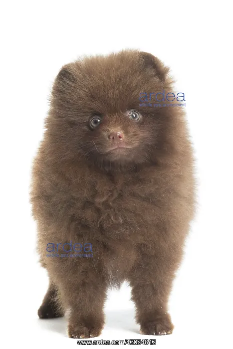  : Dog Spitz puppy