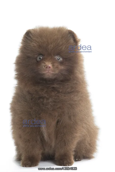  : Dog Spitz puppy