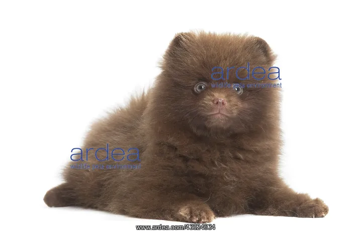 : Dog Spitz puppy