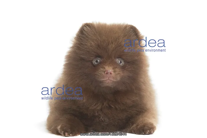  : Dog Spitz puppy