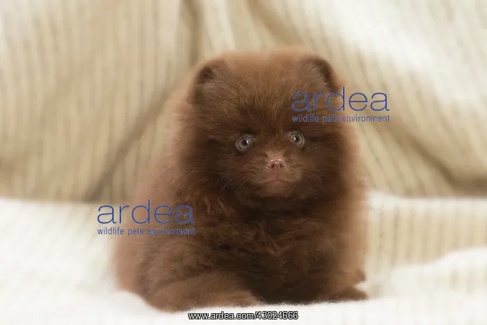  : Dog Spitz puppy