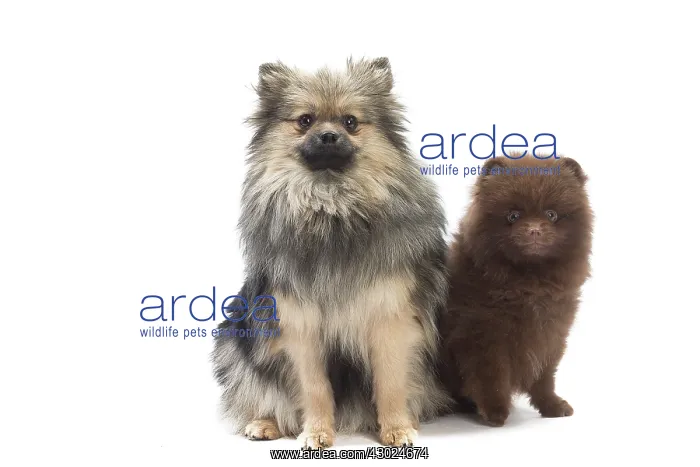  : Dog Spitz and puppy