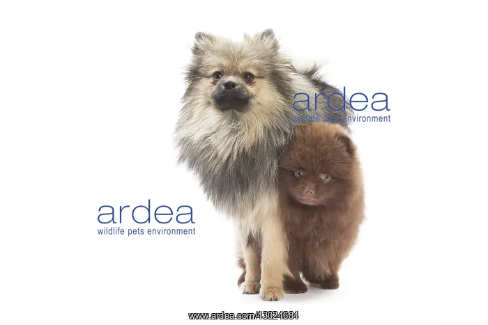  : Dog Spitz and puppy