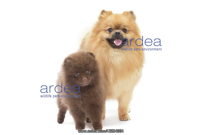  : Dog Spitz and puppy