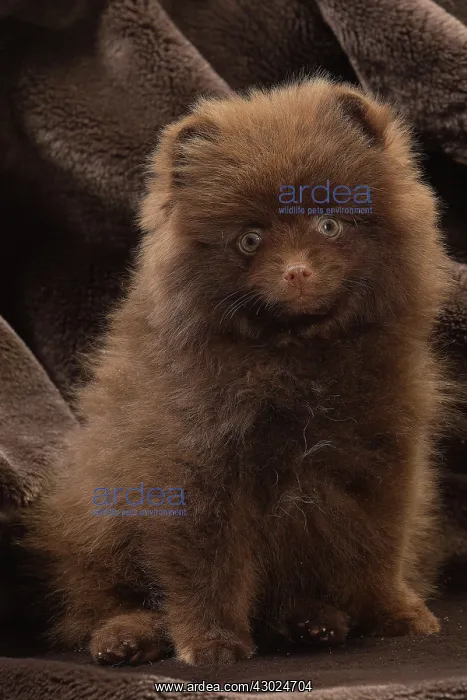  : Dog Spitz puppy