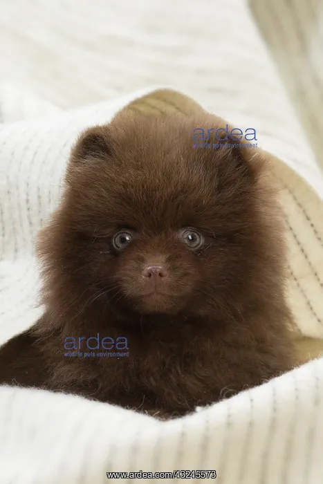  : Dog Spitz puppy