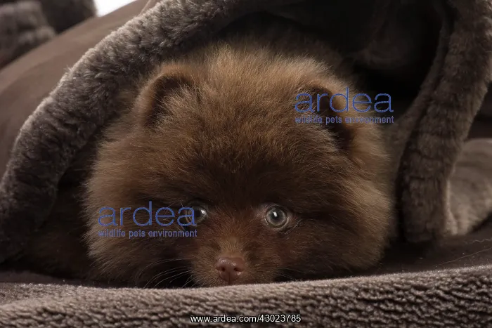  : Dog Spitz puppy under a blanket