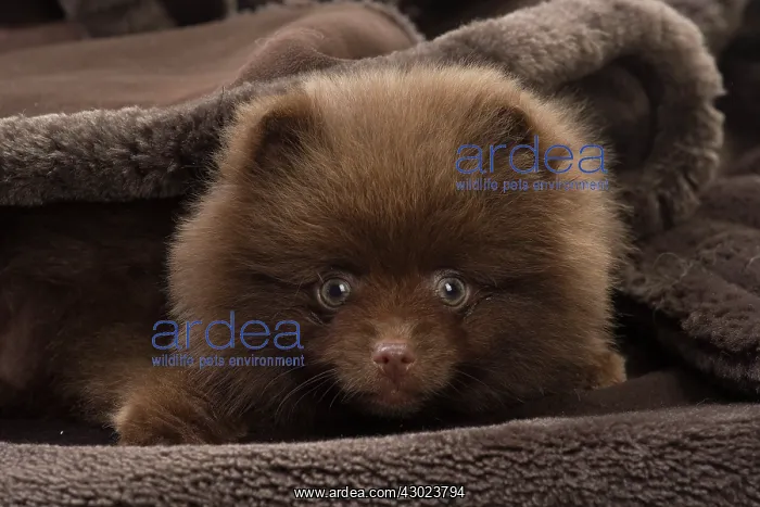  : Dog Spitz puppy under a blanket
