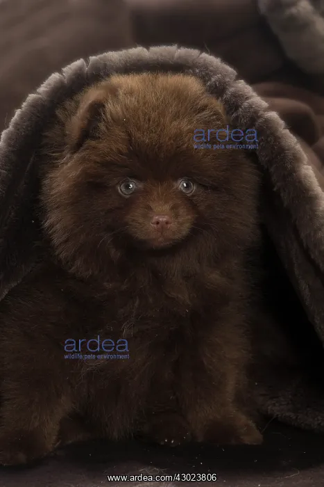  : Dog Spitz puppy under a blanket