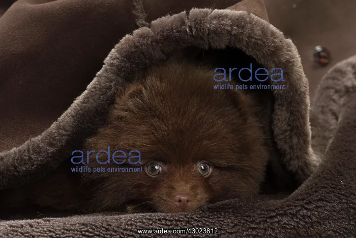  : Dog Spitz puppy under a blanket