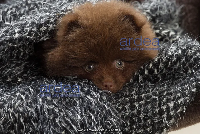  : Dog Spitz puppy under a blanket