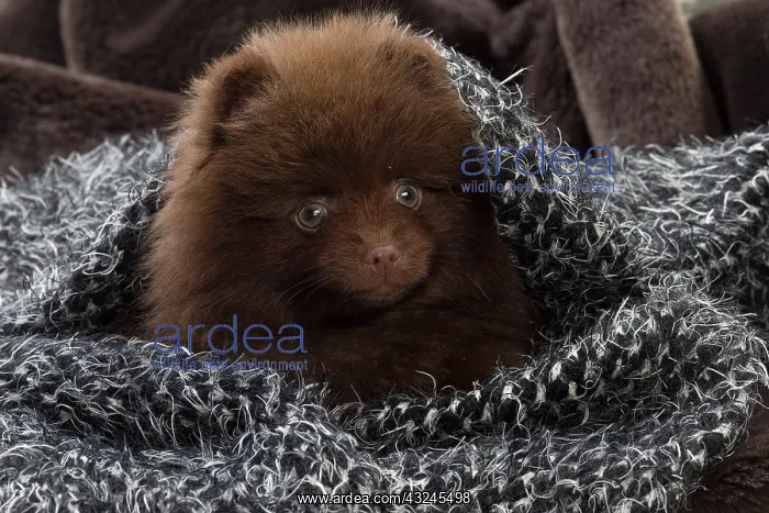  : Dog Spitz puppy under a blanket
