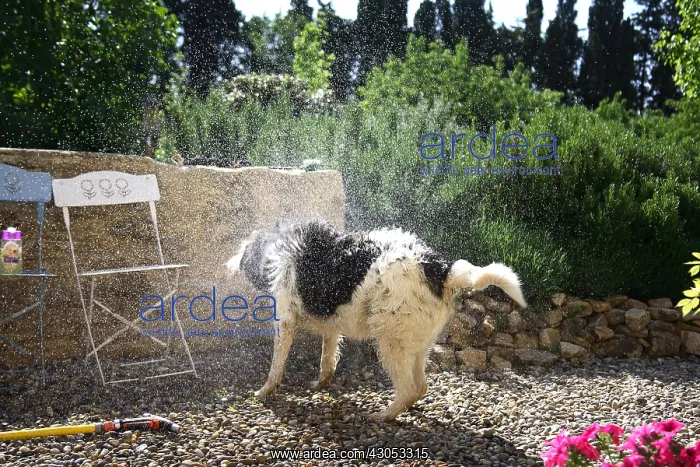  : Dog splashing after a wash in a garden