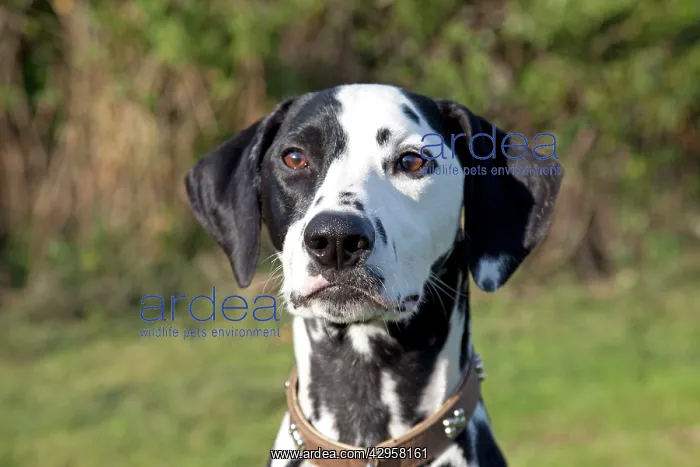 : Dog - Spotted Black & White Dalmation - close-up of head : Dog - Spotted Black & White Dalmation - close-up of head