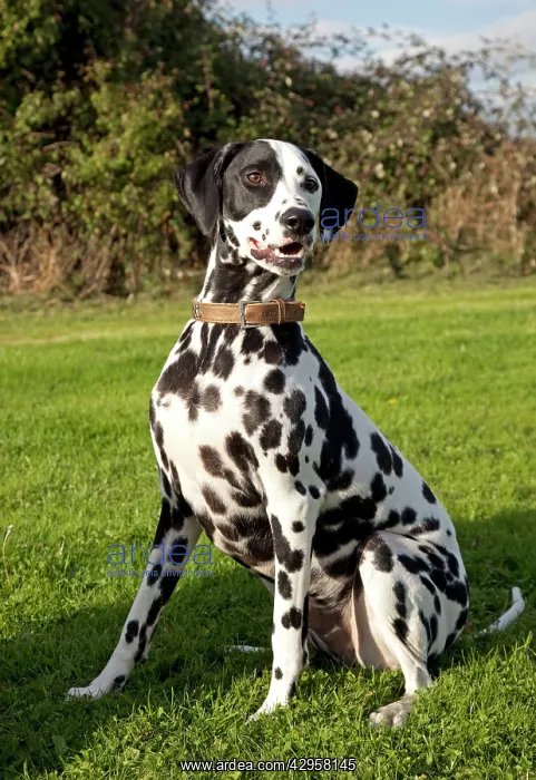 : Dog - Spotted Black & White Dalmation - sitting down : Dog - Spotted Black & White Dalmation - sitting down