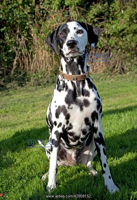 : Dog - Spotted Black & White Dalmation - sitting down : Dog - Spotted Black & White Dalmation - sitting down
