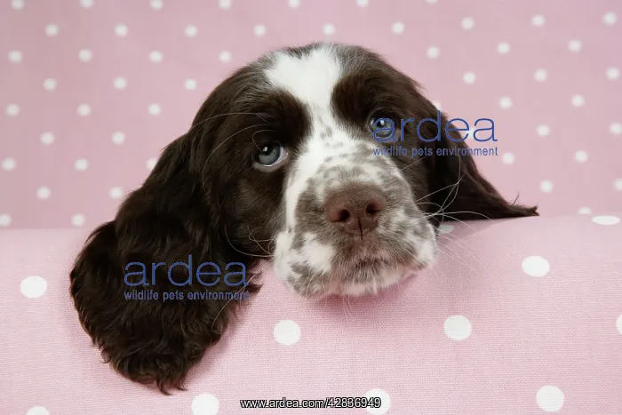 : Dog - Springer Spaniel : Dog - Springer Spaniel