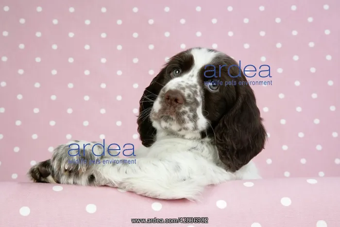 : Dog - Springer Spaniel : Dog - Springer Spaniel