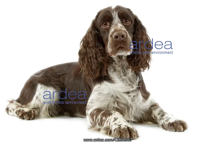  : Dog - Springer Spaniel