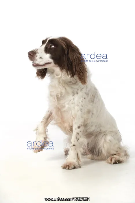  : Dog Springer Spaniel