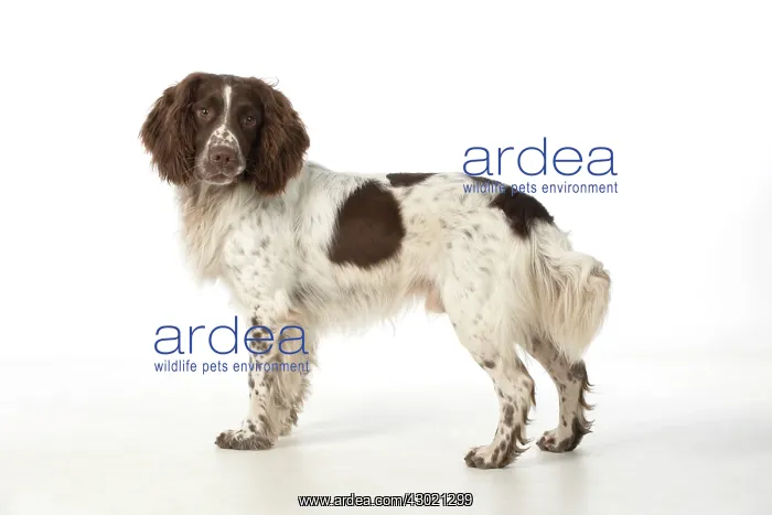 : Dog Springer Spaniel : Dog Springer Spaniel
