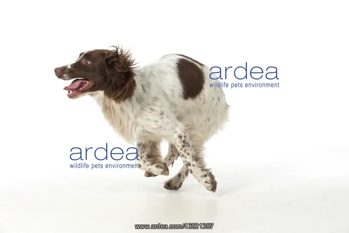 : Dog Springer Spaniel : Dog Springer Spaniel