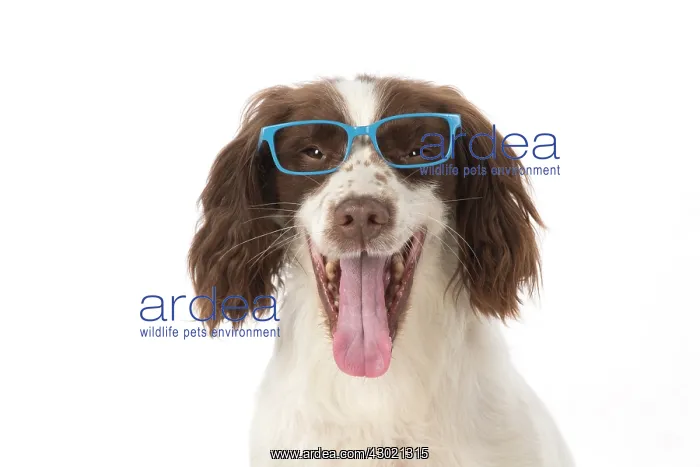 : Dog Springer Spaniel : Dog Springer Spaniel