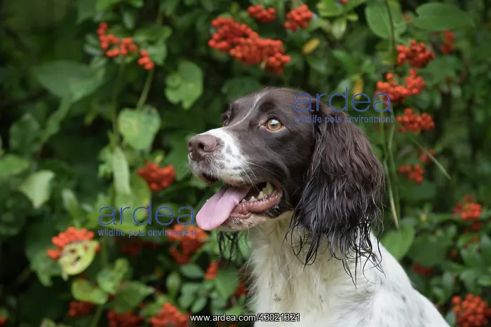 : Dog Springer Spaniel : Dog Springer Spaniel