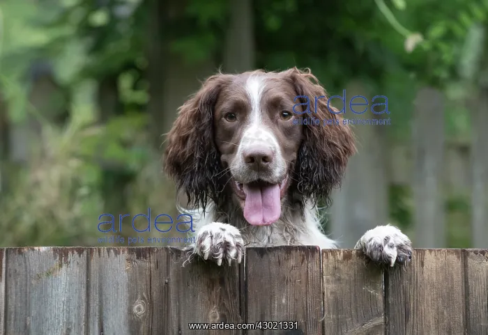 : Dog Springer Spaniel : Dog Springer Spaniel