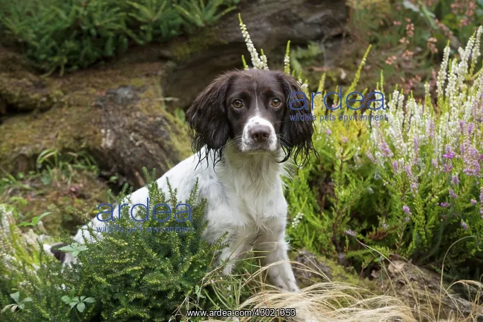 : Dog Springer Spaniel : Dog Springer Spaniel
