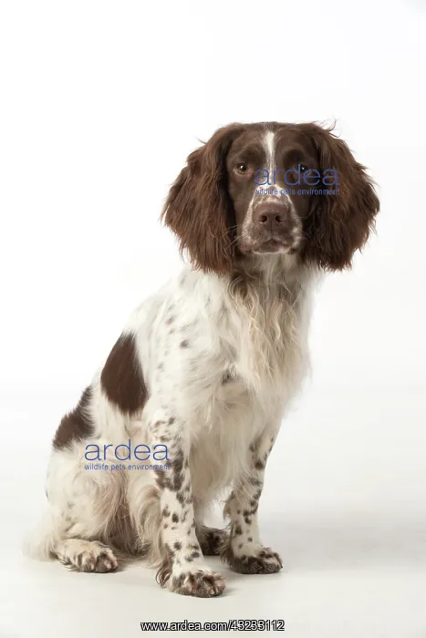 : Dog Springer Spaniel : Dog Springer Spaniel