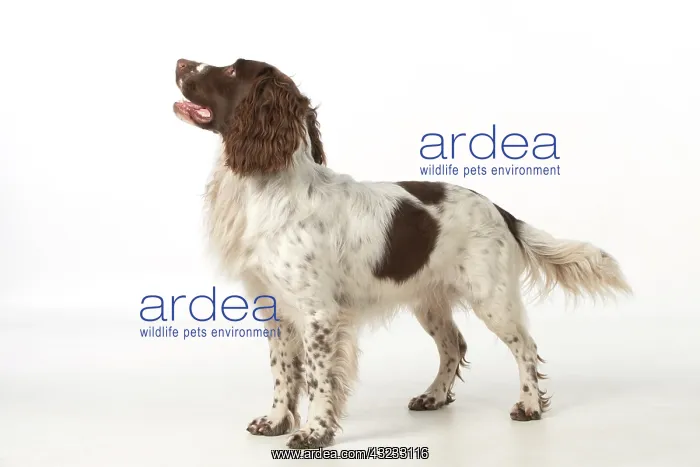 : Dog Springer Spaniel : Dog Springer Spaniel