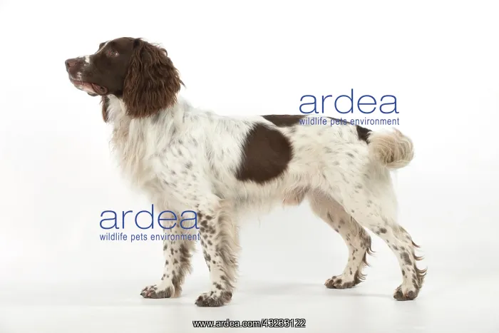 : Dog Springer Spaniel : Dog Springer Spaniel