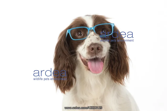 : Dog Springer Spaniel : Dog Springer Spaniel